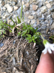 Cerastium morrisonense