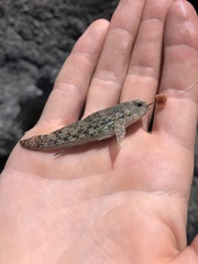 Bathygobius coalitus