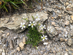 Cerastium morrisonense