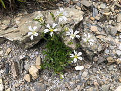 Cerastium morrisonense