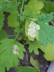Calycomyza artemisiae