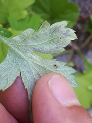 Calycomyza artemisiae