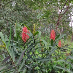 Hedychium coccineum