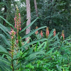 Hedychium coccineum