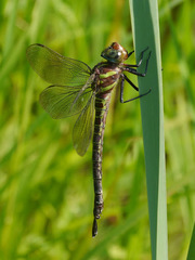 Swamp Darner