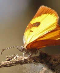 Cnodontes penningtoni