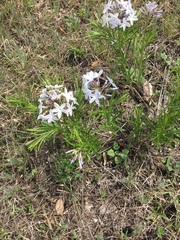 Amsonia ciliata texana