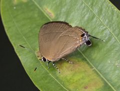 Rapala dieneces dieneces