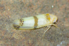Empoa gillettei