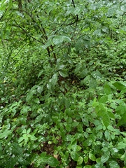 Dirca
