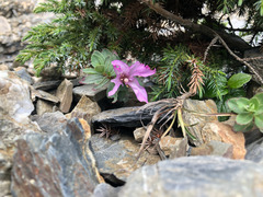 Epilobium nankotaizanense