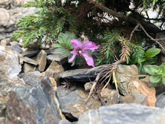 Epilobium nankotaizanense