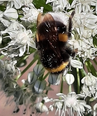 Bombus terrestris