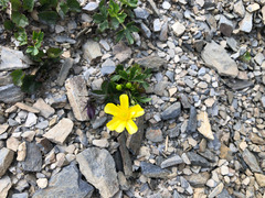 Ranunculus formosa-montanus