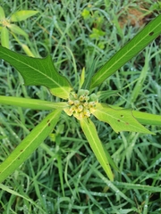 Euphorbia heterophylla