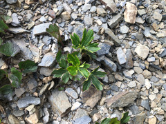 Ranunculus formosa-montanus
