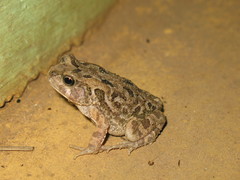 Sclerophrys regularis