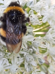 Bombus terrestris