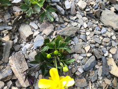 Ranunculus formosa-montanus