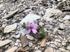 Epilobium nankotaizanense