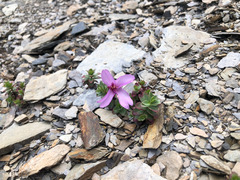Epilobium nankotaizanense