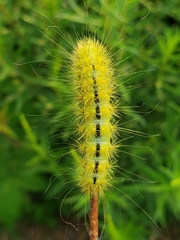 Acronicta lanceolaria