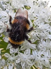 Bombus terrestris