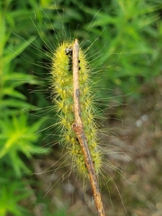 Acronicta lanceolaria