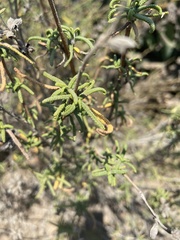 Salvia brandegeei