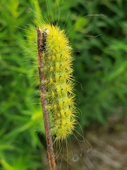 Acronicta lanceolaria
