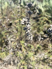 Salvia brandegeei