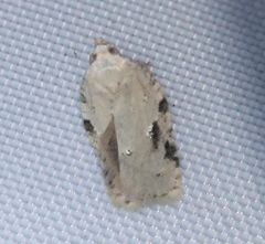 Acleris kochiella