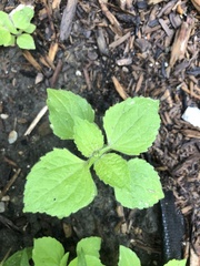 Galinsoga quadriradiata