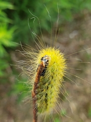 Acronicta lanceolaria