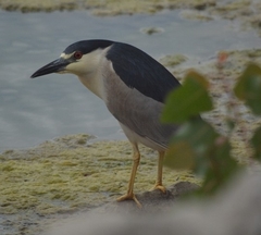 Nycticorax nycticorax