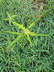 Euphorbia heterophylla