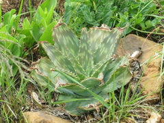 Aloe lettyae