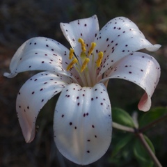 Lilium rubescens