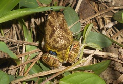 Pleurodema brachyops