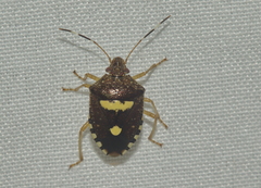 Tolumnia basalis