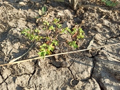 Euphorbia glyptosperma