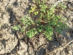 Euphorbia glyptosperma