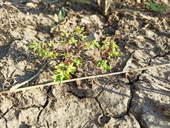 Euphorbia glyptosperma