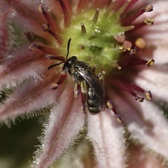 Lasioglossum