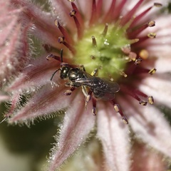 Lasioglossum