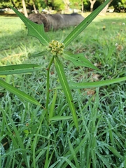 Euphorbia heterophylla