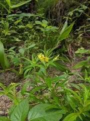 Lysimachia lanceolata