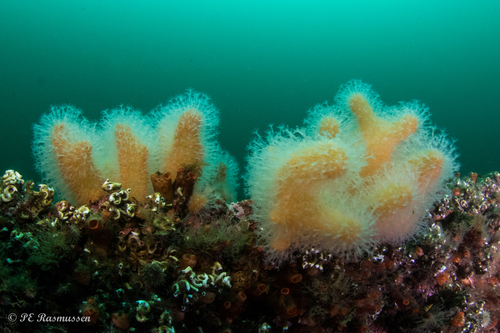 Dead Man's Fingers, photo 3 of 10