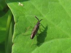 Heterotoma planicornis