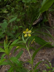 Lysimachia lanceolata